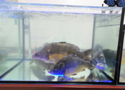 Новые БАZАРные Вести!!!