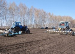 На борисоглебских  полях озимых отмечена гибель от 10 до 20% площадей зерновых культур