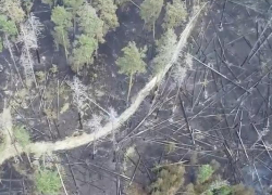 Огненную катастрофу в Воронежском заповеднике показали с воздуха