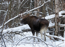 В Хопёрском заповеднике провели зимний учёт животных