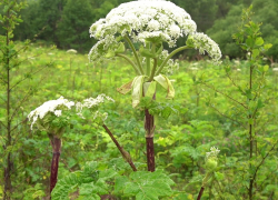 За борщевик ответишь: в России будут наказывать за опасный сорняк на участке 