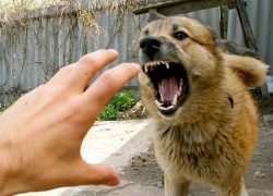 29 жителей Воронежской области пострадали в очагах бешенства