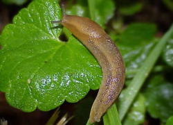 Жительница Борисоглебска спаслась от нашествия слизней с помощью темного пива