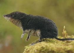 Хопёрский заповедник объявил конкурс на мягкую игрушку