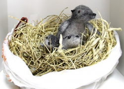 Хопёрский заповедник подвёл итоги конкурса «Маленький пушистик»