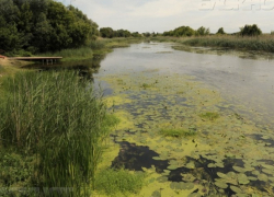 Объявлен конкурс на соискание премии правительства Воронежской области в сфере экологии