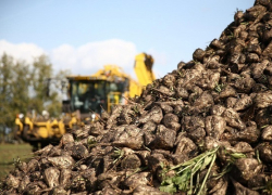 Аграрии Воронежской области собрали 1 млн. тонн сахарной свёклы