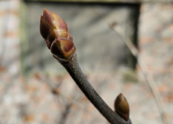 Потепление до +17 градусов нагрянет в Воронежскую область 