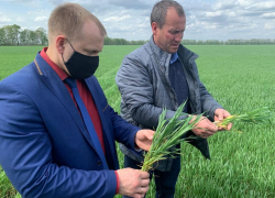 Павел Чибисов посетил хозяйства Терновского района