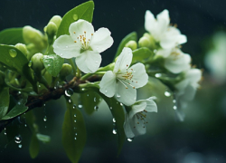 Аномальная жара в Воронежской области сменится комфортным теплом и дождями
