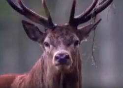Осенью в «Оленьей балке» под Борисоглебском стартует первый сезон экологического туризма