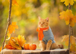 Когда борисоглебцам стоит ждать бабье лето?