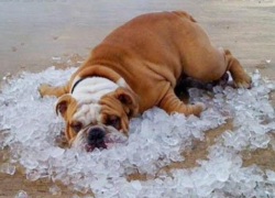 Спасатели предупредили жителей Воронежской области о 35-градусной жаре