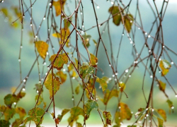На новой неделе в Борисоглебск придут холод и дожди