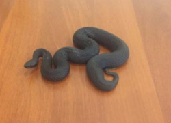 Ядовитую гадюку  обнаружили на детской  спортивной площадке