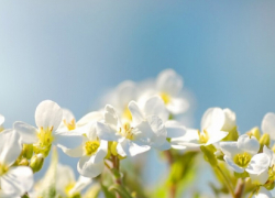 Когда в Воронежскую область вернётся весеннее тепло, рассказали синоптики