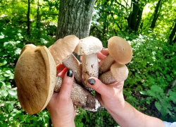 24 человека отравились грибами в Воронежской области в этом году