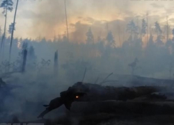 Опубликовано видео страшных последствий пожара в Воронежском заповеднике
