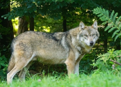 Волк и семеро… ягнят.  В Воронежской области детская сказка с кровавым концом воплотилась в реальность