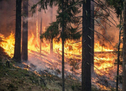 Высший класс пожароопасности объявили спасатели в Воронежской области 