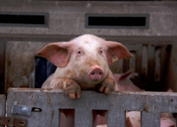 Прощай, домашняя свинина! От раскулачивания к "рассвинячиванию" 