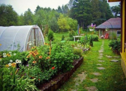 Борисоглебским садоводам на заметку: летние работы в саду