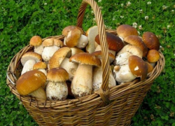 Борисоглебцам на заметку. Немного о грибах