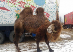 Голодающих цирковых верблюдов срочно распродают в Воронежской области