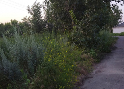 Новость о заросшем селе в Новохоперском районе прокомментировала местная администрация 