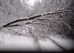 Народный корреспондент. В Борисоглебске из-за снега и ледяного дождя пострадали деревья