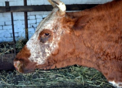 Как выявить признаки сибирской язвы у животного вовремя и защитить себя?