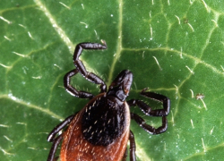 В Воронежской области число укушенных клещами перевалило за полторы тысячи