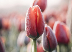 Штормовое предупреждение из-за мороза объявили в Воронежской области