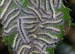 Флоре Воронежской области угрожает американская белая бабочка