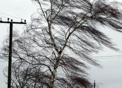 Желтый уровень опасности ввели в Воронежской области из-за сильного ветра