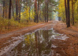 Холодно и дождливо будет в Борисоглебске на предстоящих выходных