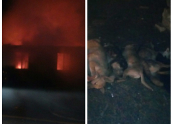 В самом начале года Собаки в Россоши во время пожара в приюте 50 собак сгорели заживо