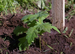 В Воронежской области за два месяца посадили более 1,5 тыс га леса 