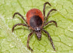 Житель Борисоглебского района попал из-за клеща в больницу 