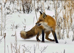 В Воронежской области резко выросло число бешеных животных