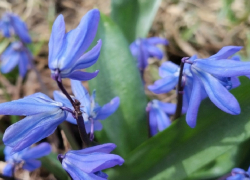 Майским теплом завершится март в Борисоглебске