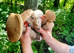 Семь человек отравились грибами за месяц в Воронежской области