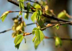 После Пасхи в Воронежскую область придёт потепление