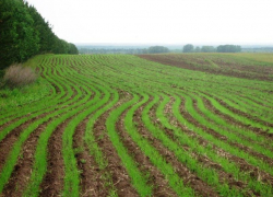 Из-за майских заморозков Воронежская область может остаться без урожая?