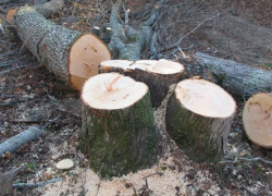Год лишения свободы условно получил житель Грибановского района за  незаконную рубку деревьев