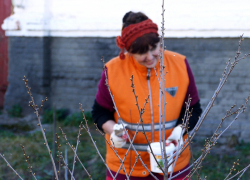 На улице Ленинской г. Борисоглебска будут цвести грушевые деревья