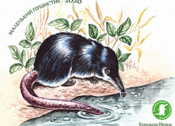 Хоперский заповедник объявил конкурс мягкой игрушки «Маленький Пушистик – 2020»