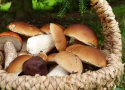 СТОП! ОСТОРОЖНО – ГРИБЫ!