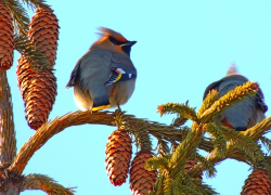 Антициклон определит погоду на рабочей неделе в Воронежской области