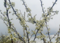 Спасатели предупредили жителей Воронежской области об усилении западного ветра